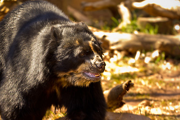 Image showing Big black bear