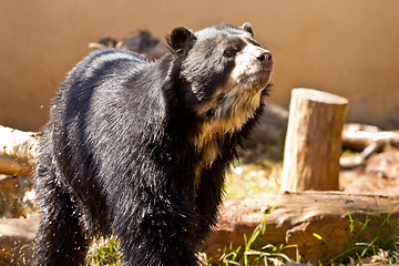 Image showing Big black bear