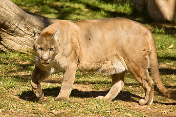 Image showing Puma, Cougar or Mountain Lion