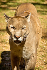 Image showing Puma, Cougar or Mountain Lion