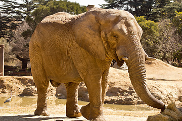 Image showing Elephant eating grass