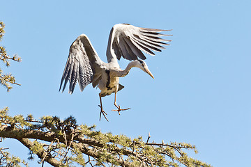 Image showing A Crane landing