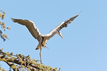 Image showing A Crane landing