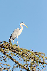 Image showing A Crane on a tree