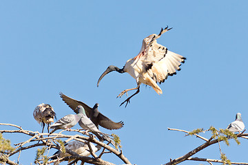 Image showing A Crane landing