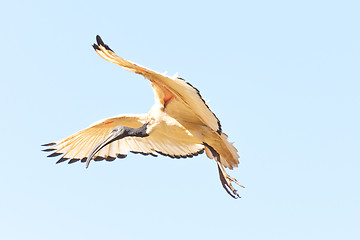 Image showing A Crane in flight