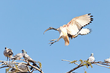 Image showing A Crane landing