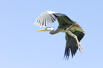 Image showing A Crane in flight