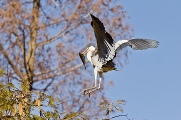 Image showing A Crane landing with a fish in it's beak