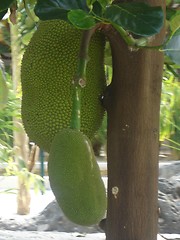 Image showing Smelly Jackfruit