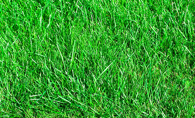 Image showing Ideal grass