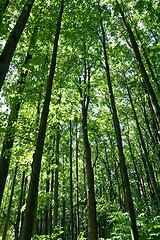 Image showing Forest