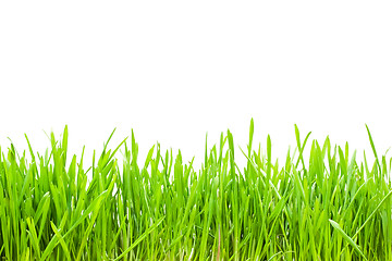 Image showing green grass