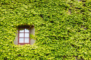 Image showing Ivy covered wall and window