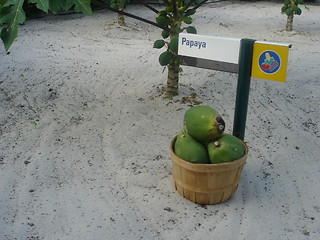 Image showing Cultivating Papaya