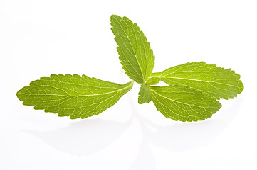 Image showing Stevia Rebaudiana leafs isolated on white background 