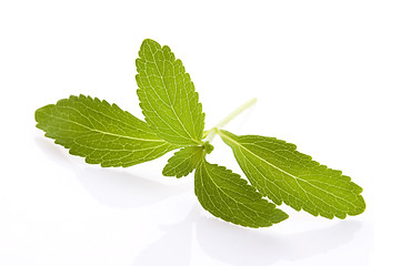 Image showing Stevia Rebaudiana leafs isolated on white background 