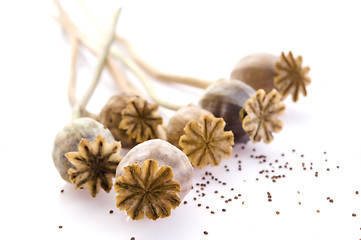 Image showing Poppy seeds and poppy heads 