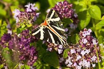 Image showing Spanish flagg, Euphlagia quadripunctaria Poda