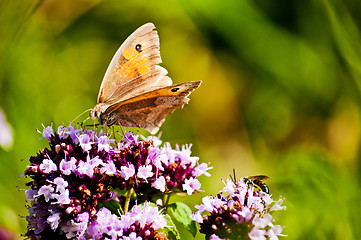 Image showing Small heath, Coenonympha pamphilus