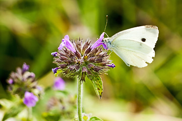 Image showing cabbage butterfly, Pieris brassicae