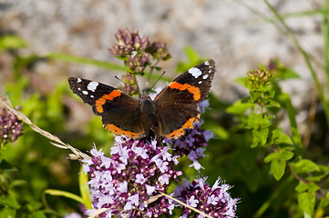 Image showing Red admiral, Vanessa atalanta