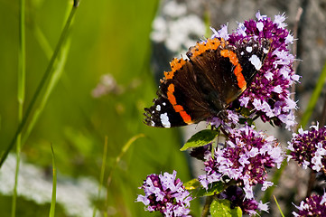 Image showing Red admiral, Vanessa atalanta