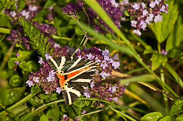 Image showing Spanish flagg, Euphlagia quadripunctaria Poda