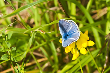 Image showing common blue,  Polyommatus icarus