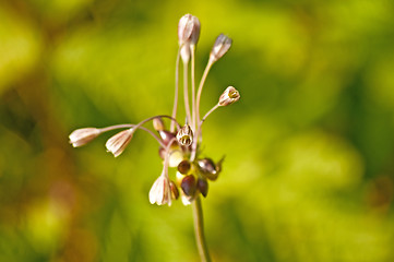 Image showing Mountain leek,  Allium montanum