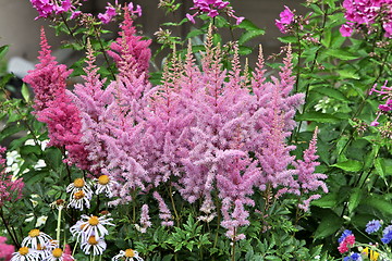 Image showing flowering plants