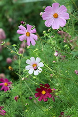 Image showing Cosmos flowers