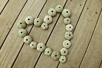 Image showing Sea urchins