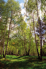 Image showing Birchwood