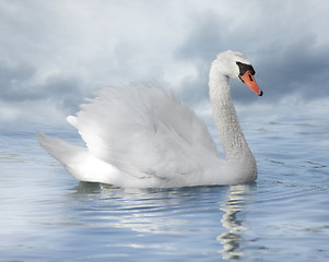 Image showing White Swan