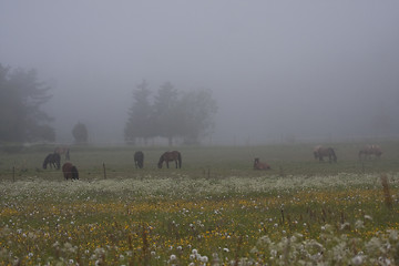 Image showing horses in fog