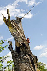 Image showing tree trunk strengthen rusty chain. Nesting box sky 