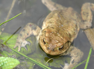 Image showing common toad in wet ambiance
