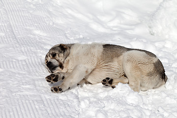 Image showing Dog sleeping on snow