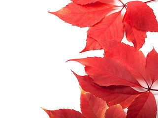 Image showing Autumn leaves background with copy space