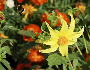 Image showing flowers and bumblebee