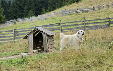 Image showing dog and doghouse