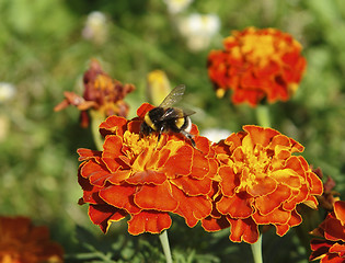 Image showing red flowers and bumblebee