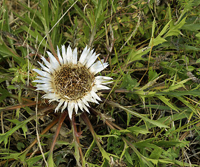 Image showing Silver Thistle