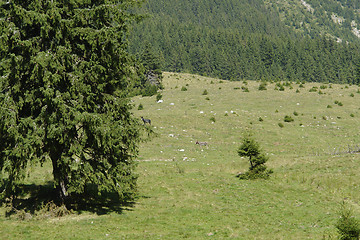 Image showing Piatra Craiului Mountains