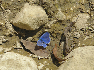 Image showing blue butterfly