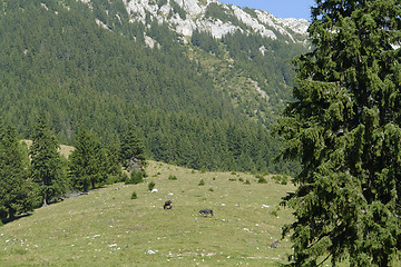 Image showing Piatra Craiului Mountains