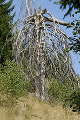 Image showing dead tree