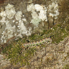 Image showing Pine Hawk-moth caterpillar