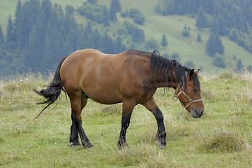 Image showing horse in the Carpathians